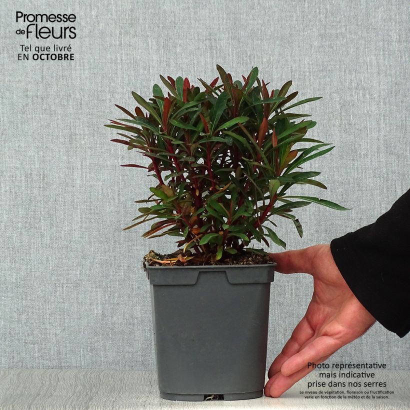 Euphorbe amygdaloides Purpurea - Euphorbe des bois pourpre en pot de 2 litres sample as delivered in autumn