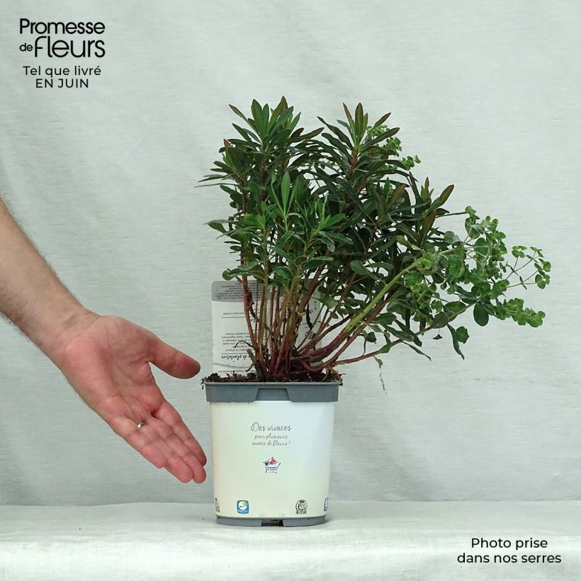 Euphorbia amygdaloides Purpurea - Spurge 2L/3L pot sample as delivered in summer