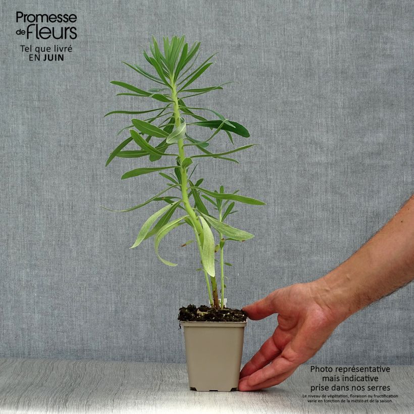 Euphorbia characias Humpty Dumpty - Spurge 8/9 cm pot sample as delivered in summer
