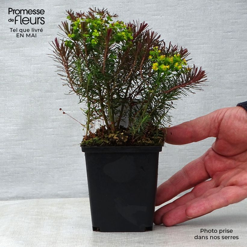 Euphorbia cyparissias Clarice Howard - Spurge sample as delivered in spring