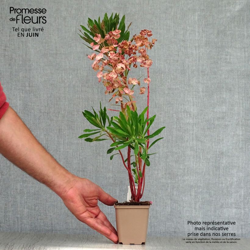Euphorbia martinii - Spurge 8/9 cm pot sample as delivered in summer