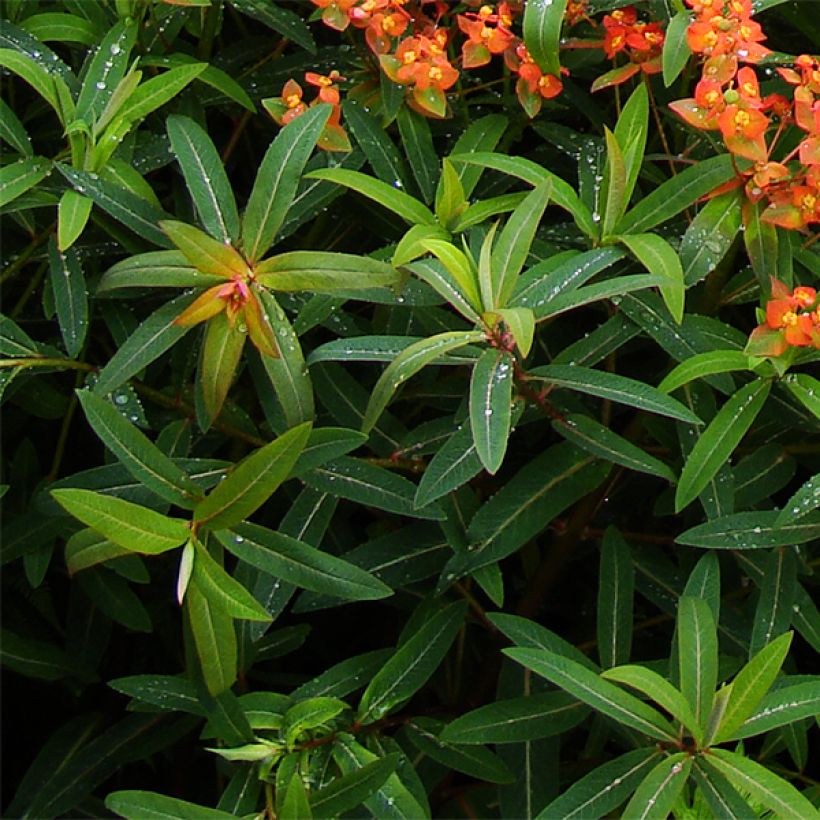 Euphorbia griffithii Dixter - Spurge (Foliage)
