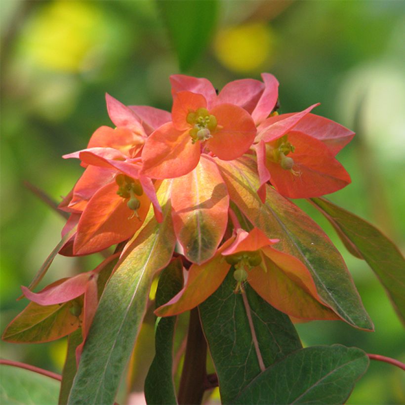 Euphorbia griffithii Dixter - Spurge (Flowering)