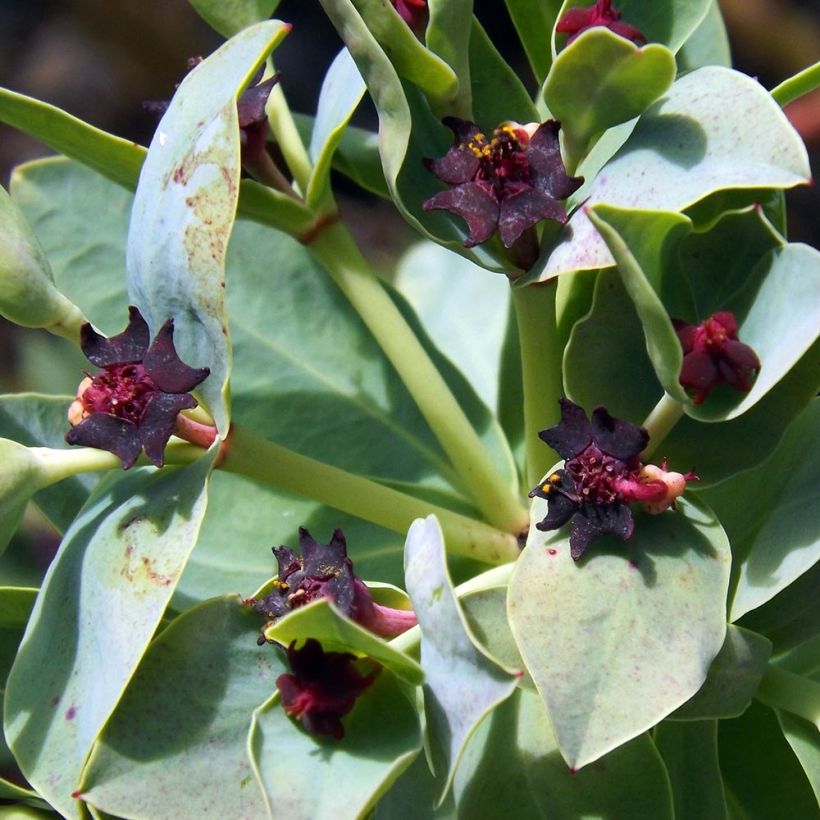 Euphorbia glauca - Spurge (Flowering)