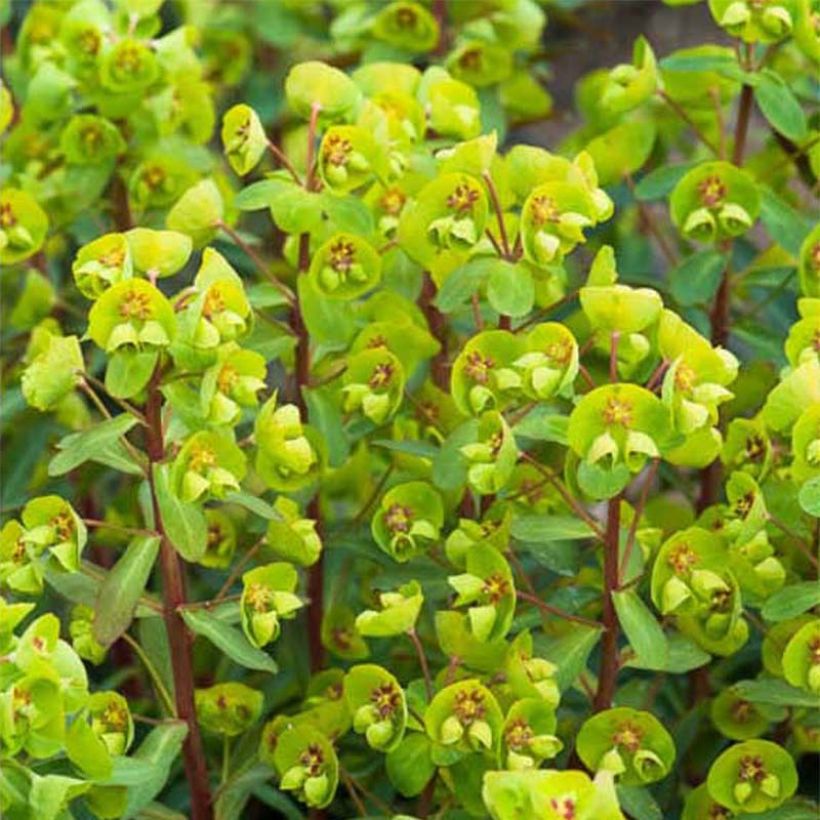 Euphorbia amygdaloides var. robbiae (x) martinii Whistleberry Garnet  (Flowering)