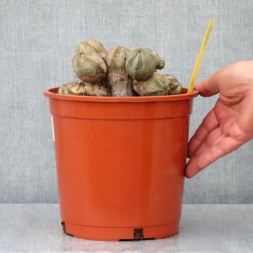 Euphorbia globosa  - Euphorbe globuleuse 4L/5L pot sample as delivered in spring