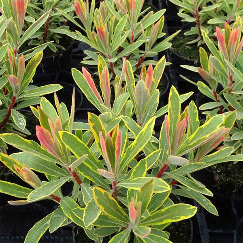 Euphorbia martinii Ascot Rainbow - Spurge (Foliage)
