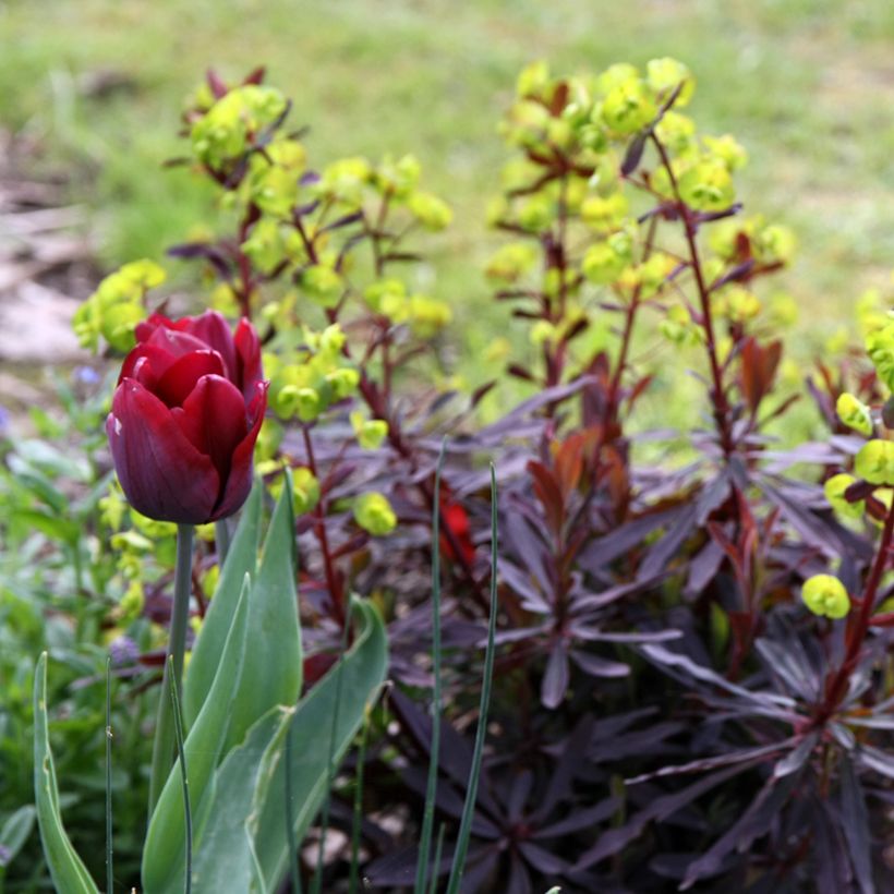 Euphorbia amygdaloides Purpurea - Spurge (Plant habit)