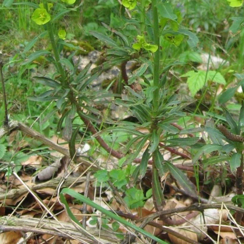 Euphorbia amygdaloïdes var. robbiae - Spurge (Foliage)