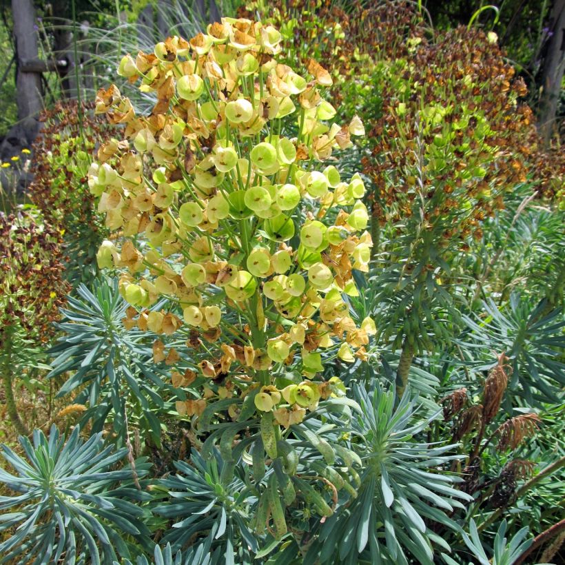Euphorbia characias Blue Wonder - Spurge (Plant habit)