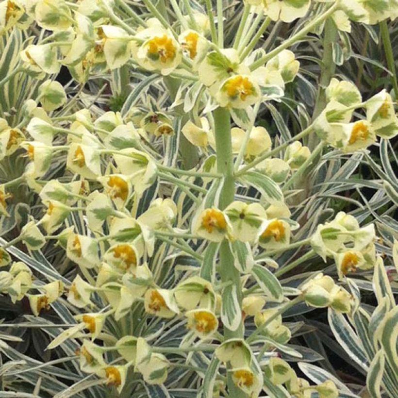 Euphorbia characias Emmer Green - Spurge (Flowering)