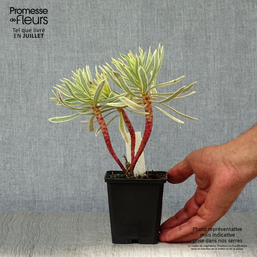 Euphorbia characias Emmer Green - Spurge 8/9 cm pot sample as delivered in summer