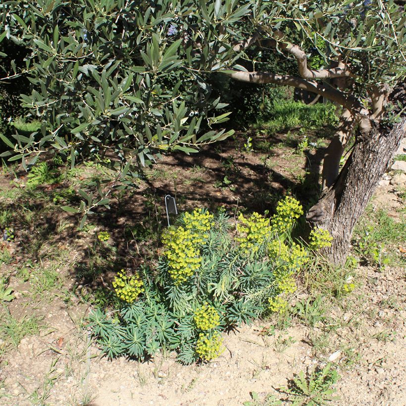 Euphorbia characias - Spurge (Plant habit)