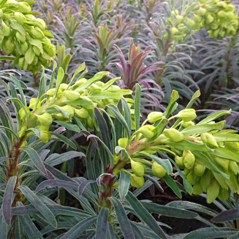 Euphorbia characias Purple and Gold - Spurge (Flowering)