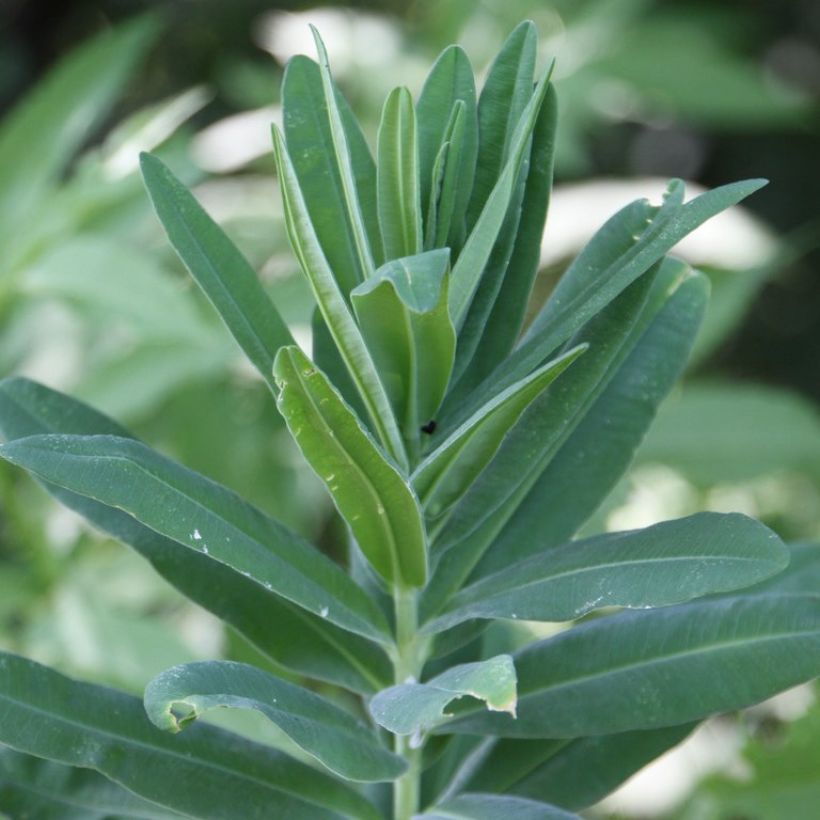 Euphorbia characias subsp. characias - Spurge (Foliage)