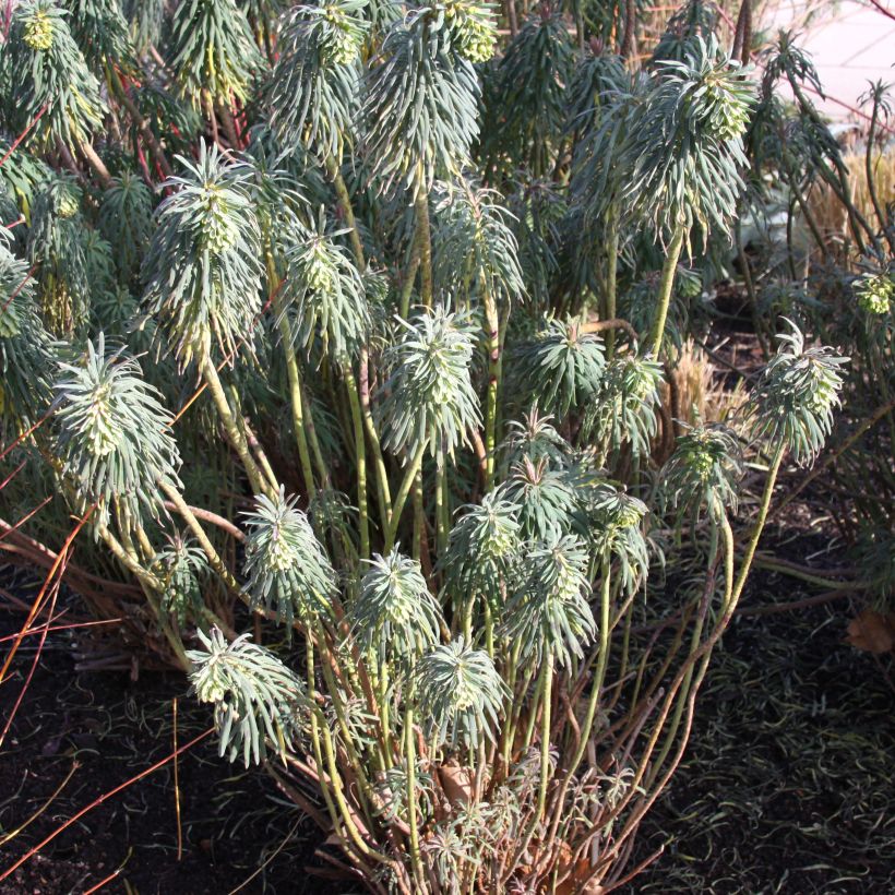 Euphorbia characias subsp. wulfenii - Spurge (Plant habit)