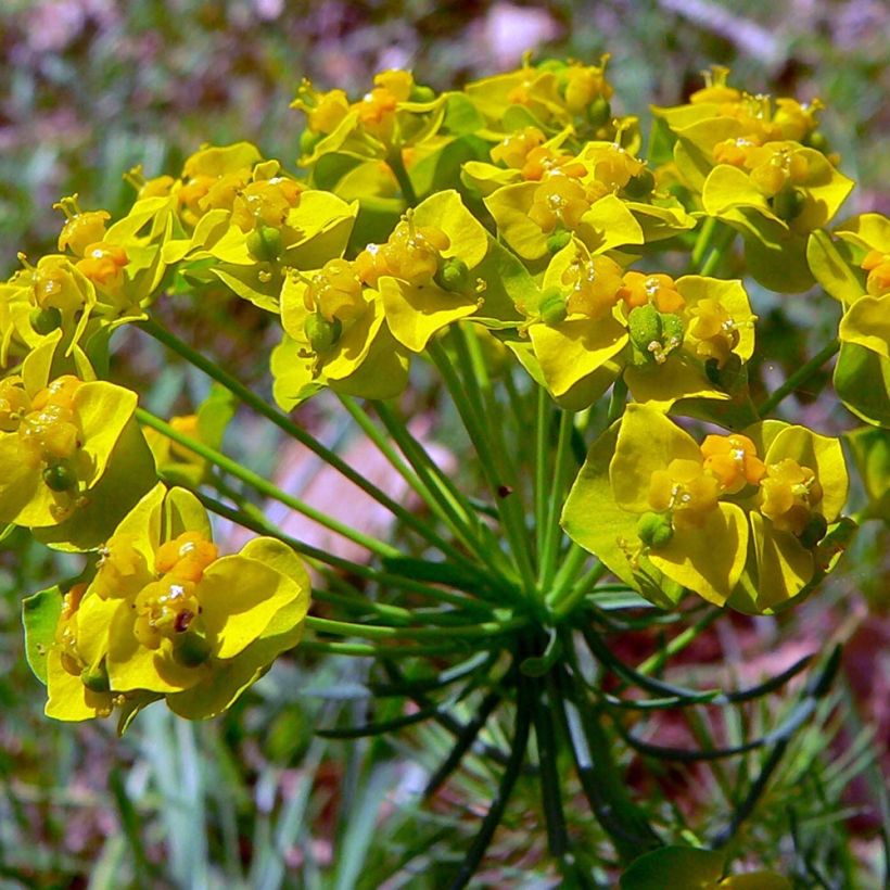 Euphorbia cyparissias Clarice Howard - Spurge (Flowering)