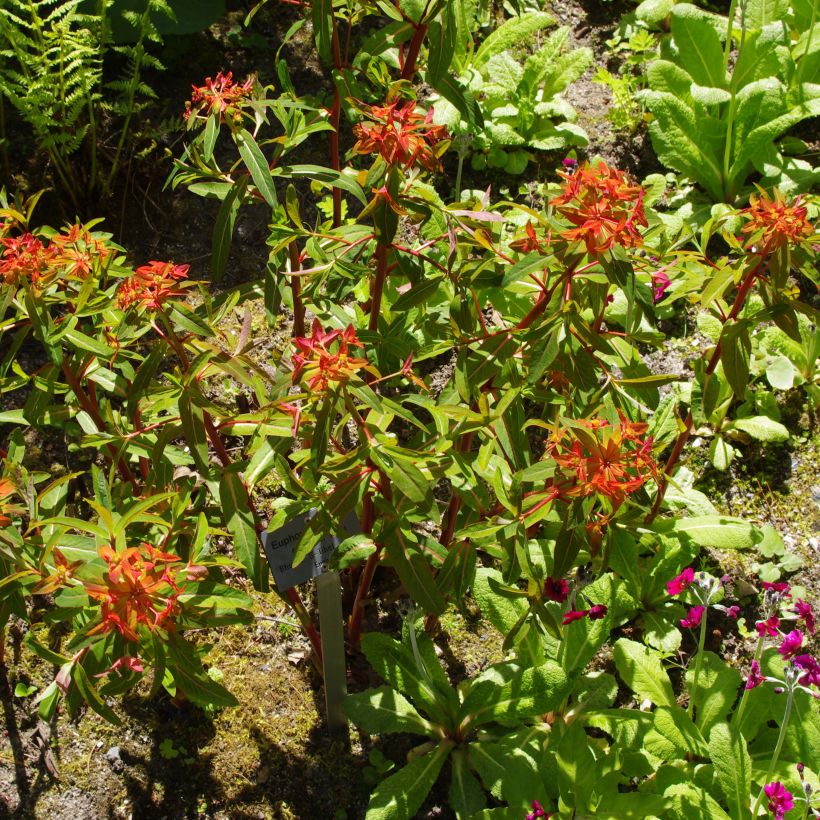 Euphorbia griffithii - Spurge (Plant habit)