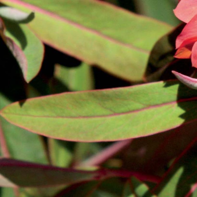 Euphorbia griffithii Fireglow - Spurge (Foliage)