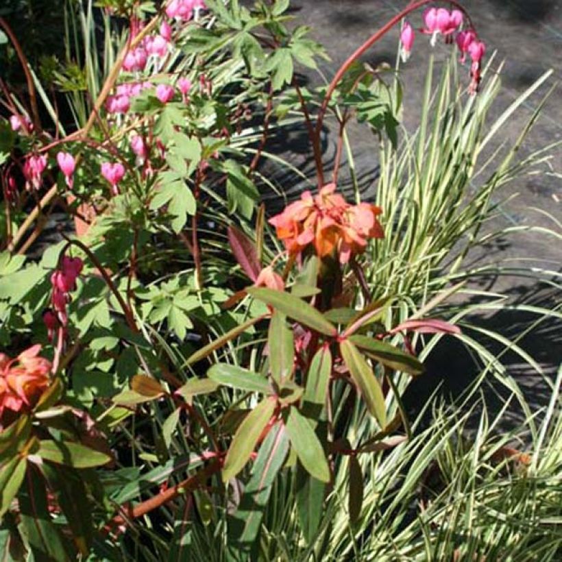 Euphorbia griffithii Fireglow - Spurge (Plant habit)