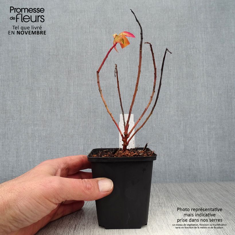 Euphorbia griffithii Fireglow - Spurge 8/9 cm pot sample as delivered in autumn