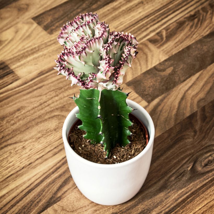 Euphorbia lactea Cristata - Mottled spurge (Plant habit)