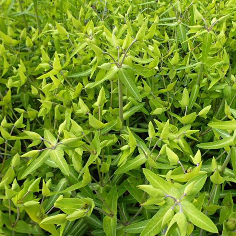 Euphorbia lathyris - Spurge (Foliage)