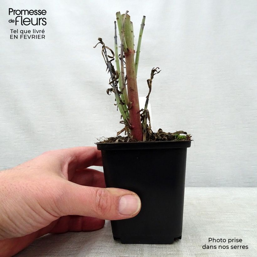 Euphorbia lathyris - Euphorbe des Jardins Godet de 9cm sample as delivered in winter