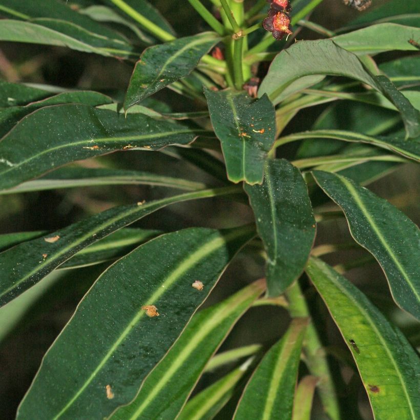 Euphorbia mellifera - Spurge (Foliage)
