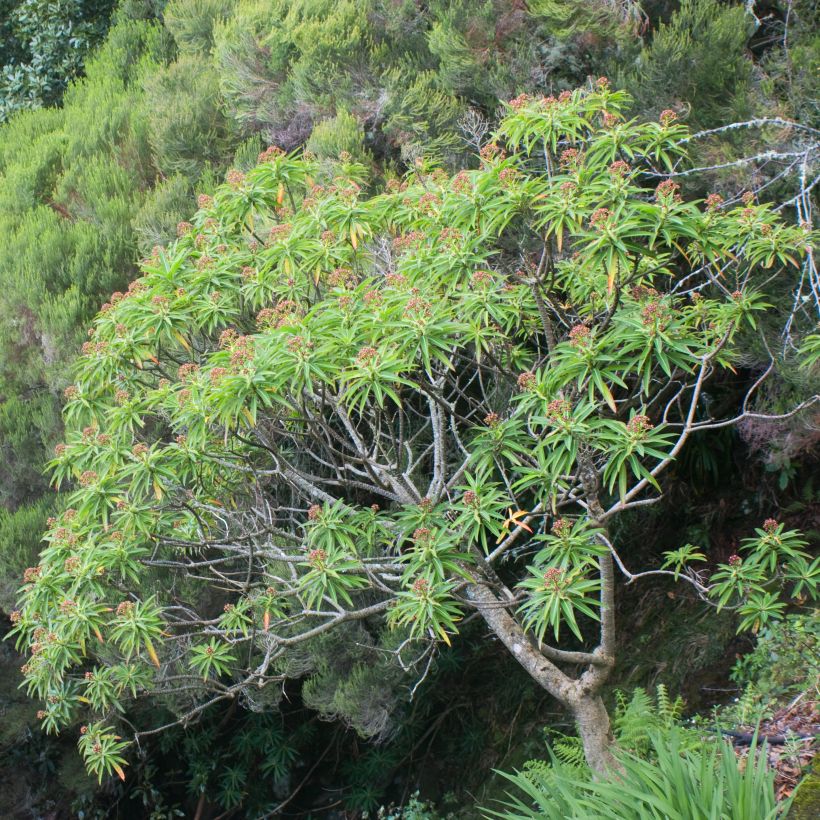 Euphorbia mellifera - Spurge (Plant habit)