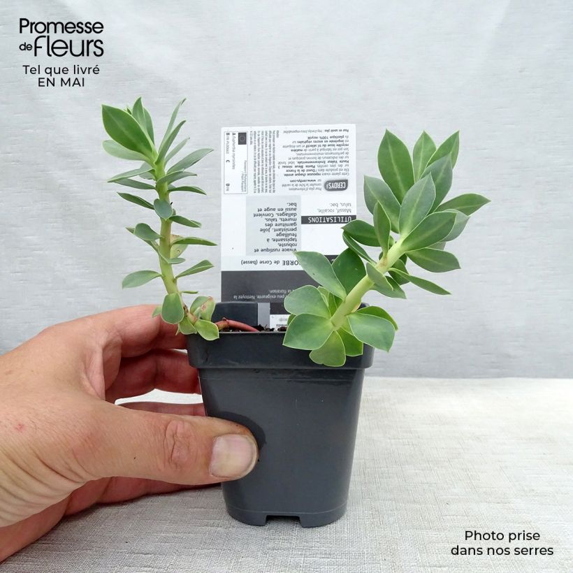 Euphorbia myrsinites - Spurge sample as delivered in spring