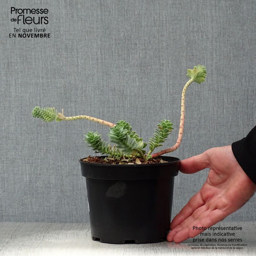 Euphorbia myrsinites - Spurge 2L/3L pot sample as delivered in autumn