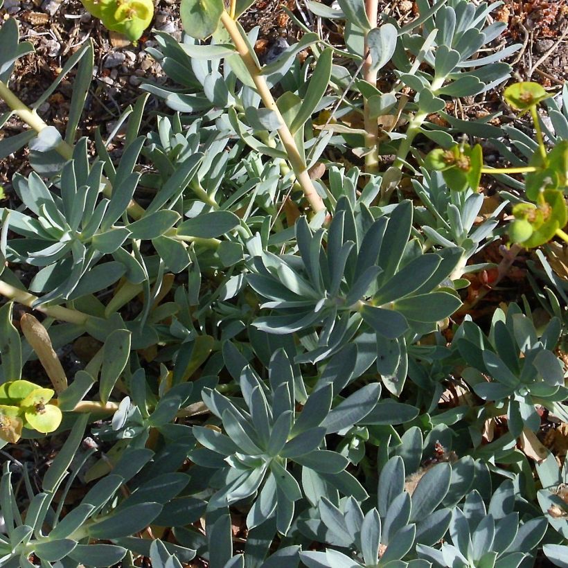 Euphorbia nicaeensis - Spurge (Foliage)