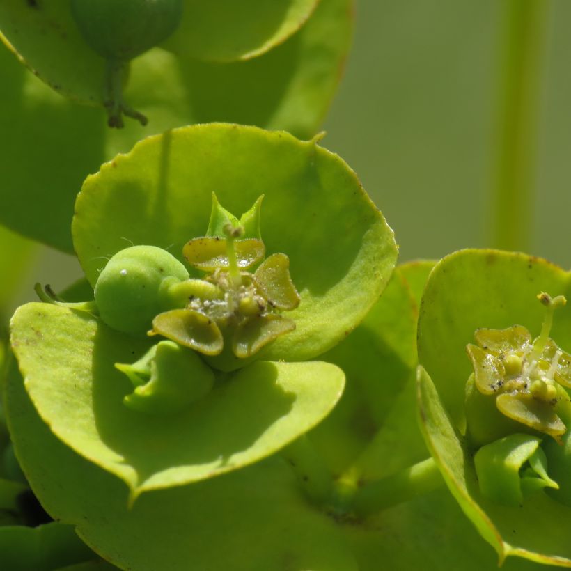 Euphorbia nicaeensis - Spurge (Flowering)