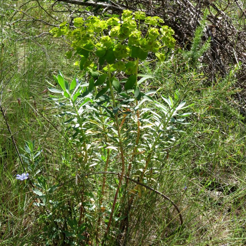 Euphorbia nicaeensis - Spurge (Plant habit)