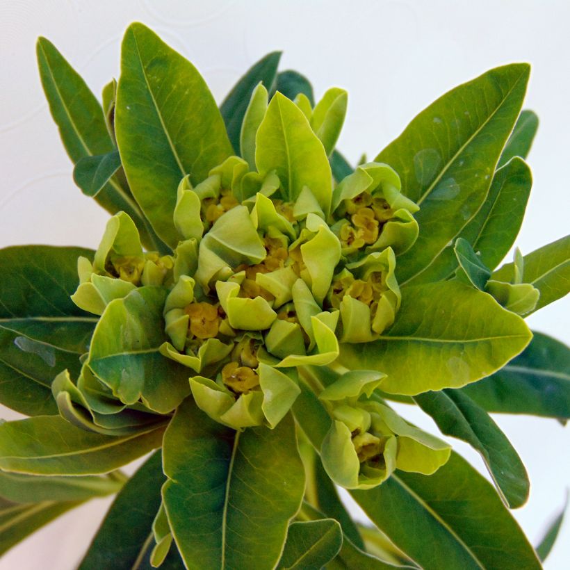 Euphorbia palustris - Spurge (Flowering)