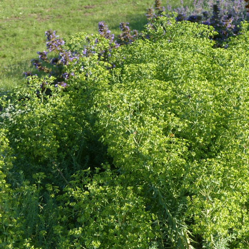 Euphorbia pithyusa subsp. cupanii Ponte Leccia - Spurge (Plant habit)