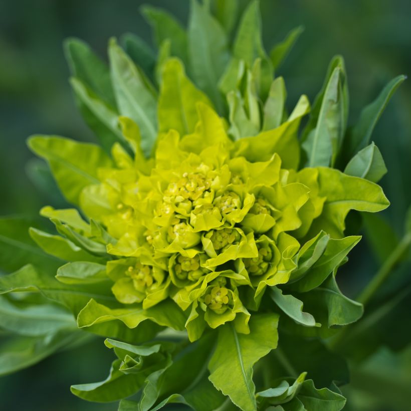 Euphorbia polychroma - Spurge (Flowering)