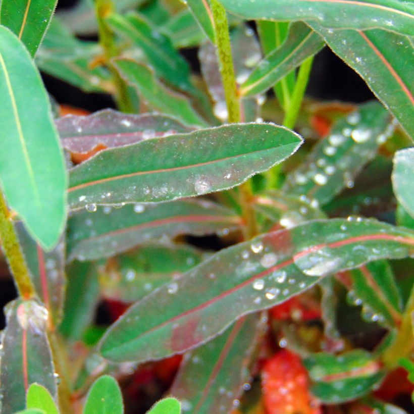 Euphorbia polychroma Purpurea - Spurge (Foliage)