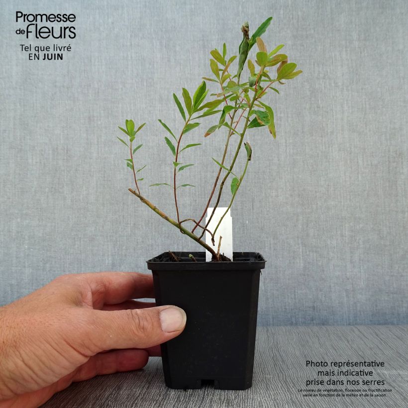 Euphorbia polychroma Purpurea - Spurge 8/9 cm pot sample as delivered in summer