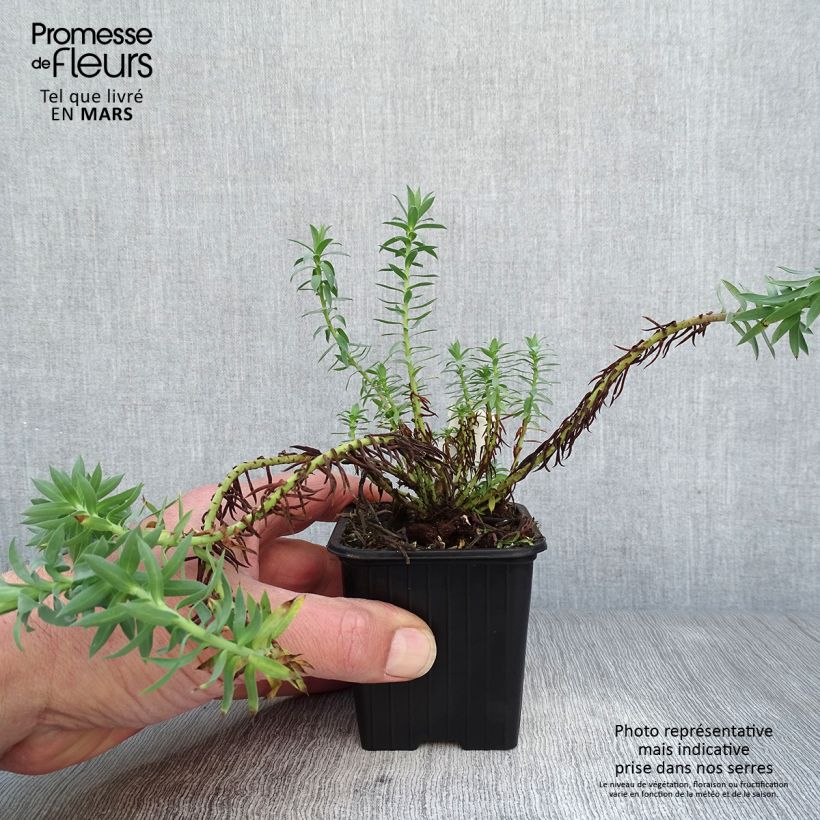 Euphorbia pithyusa - Spurge sample as delivered in spring