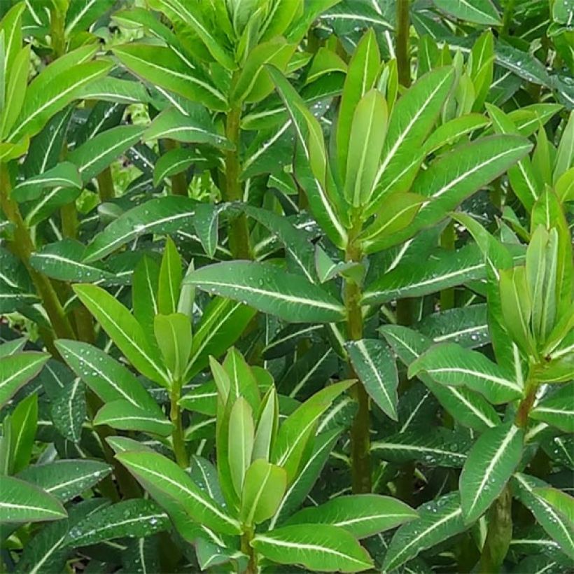 Euphorbia schillingii - Spurge (Foliage)