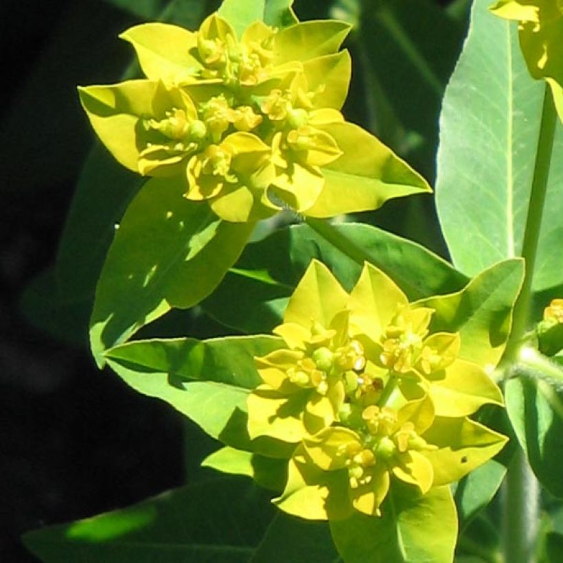 Euphorbia schillingii - Spurge (Flowering)
