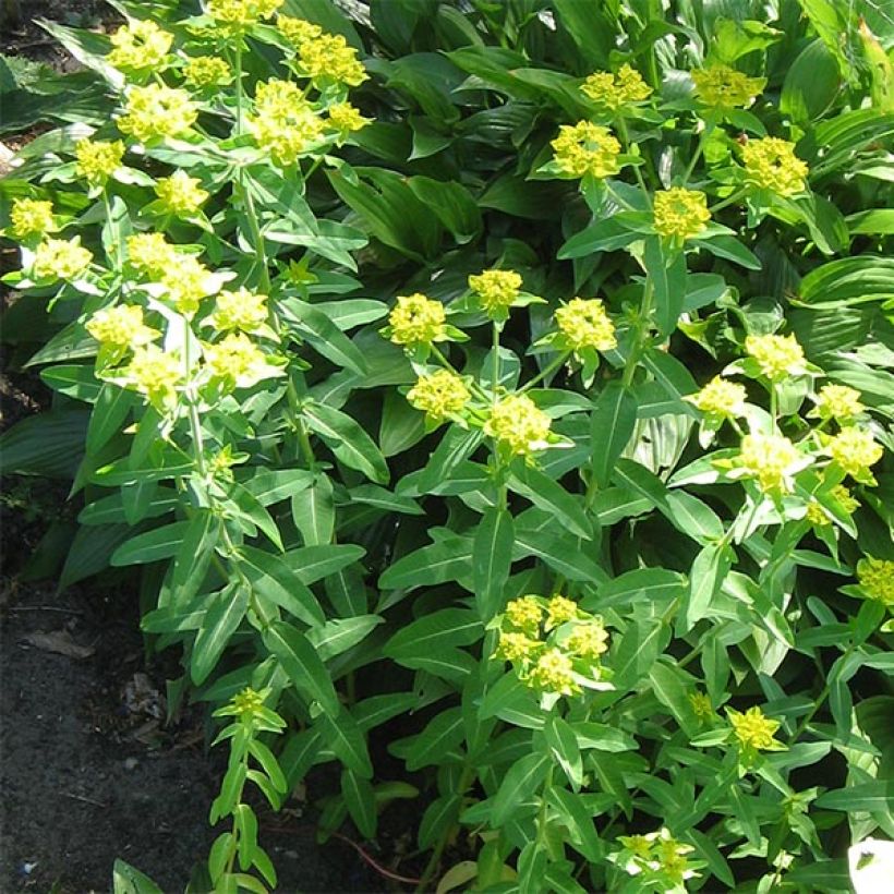 Euphorbia schillingii - Spurge (Plant habit)