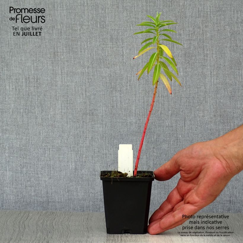 Euphorbia schillingii - Spurge 8/9 cm pot sample as delivered in summer