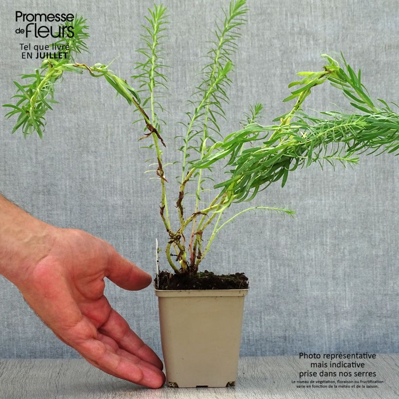 Euphorbia seguieriana subsp. niciciana - Spurge 8/9 cm pot sample as delivered in summer