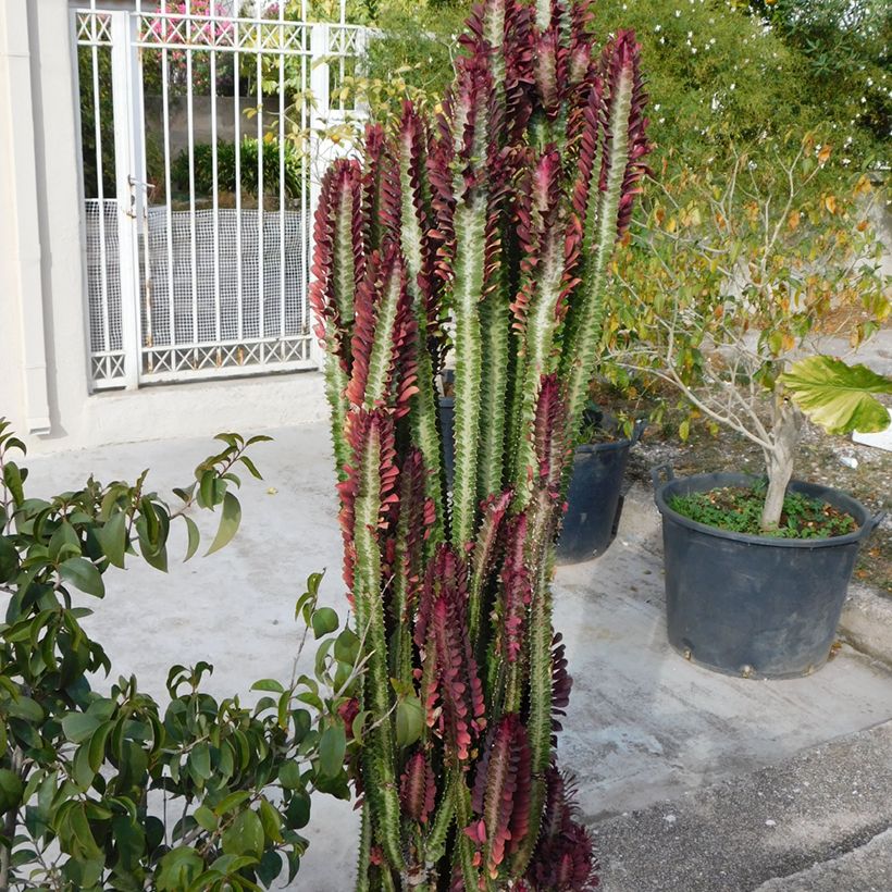 Euphorbia trigona f. rubra - African milk tree (Plant habit)