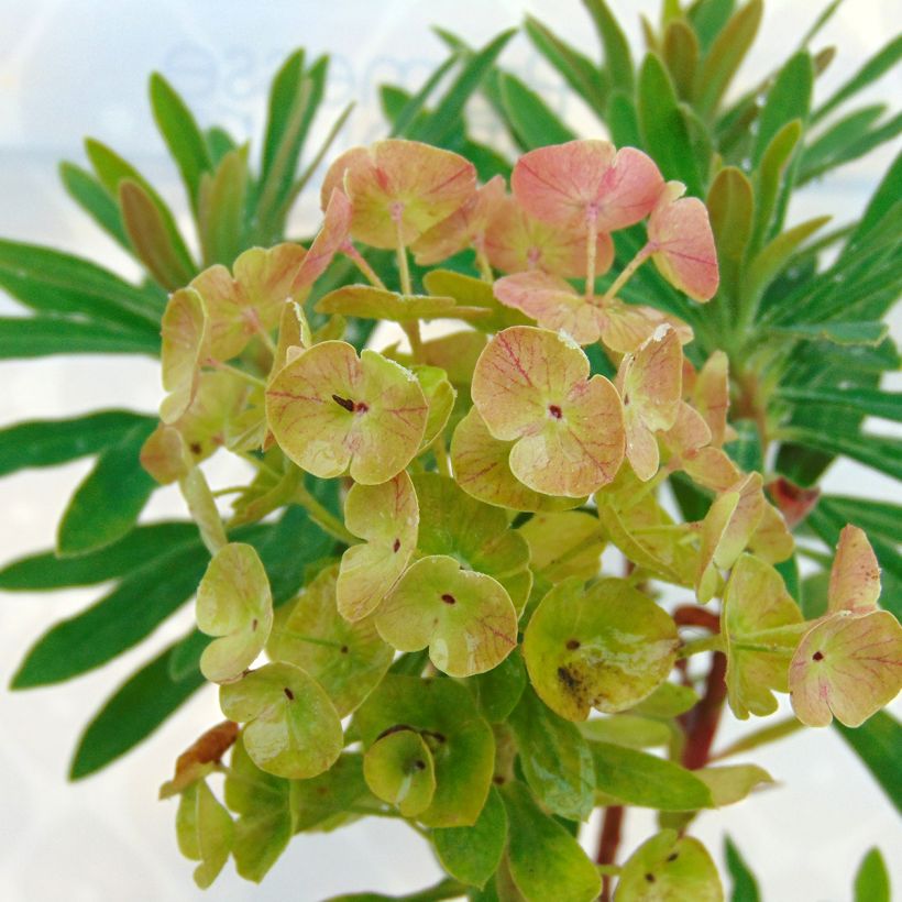 Euphorbia martinii Baby Charm - Spurge (Flowering)