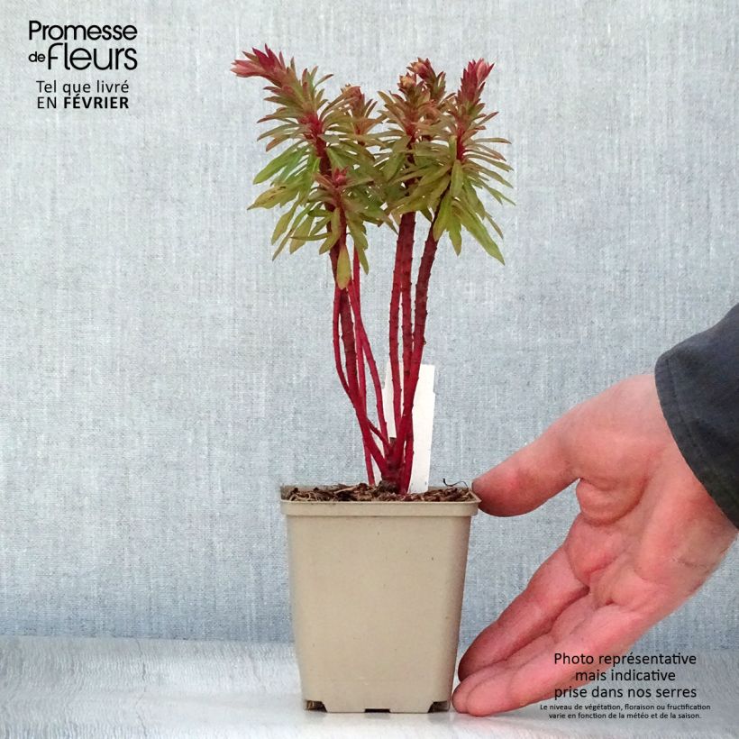 Euphorbia x martinii Baby Charm - Euphorbe hybride Godet de 9cm sample as delivered in winter