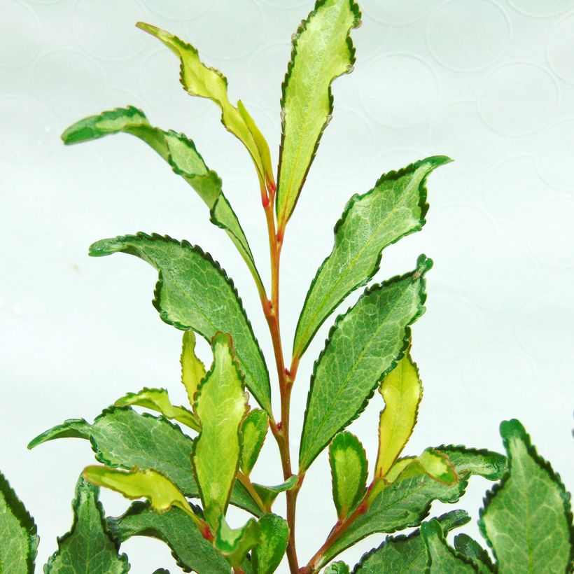 Eurya japonica Moutiers (Foliage)